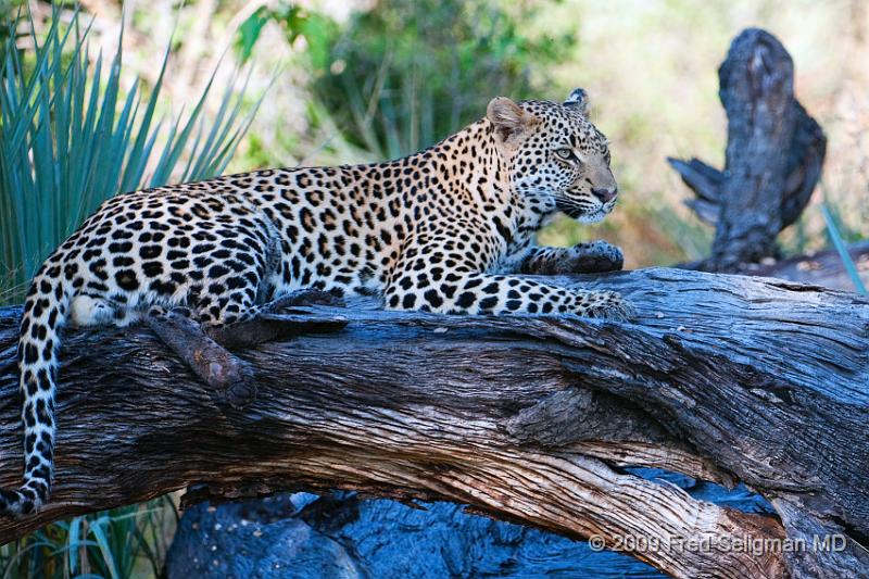 20090615_095649 D300 (2) X1.jpg - Leopard in Okavanga Delta, Botswana